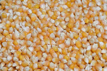 Small Maize